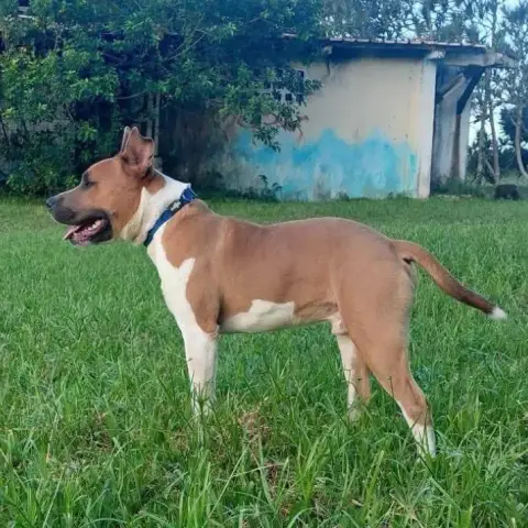 Balou photo 2