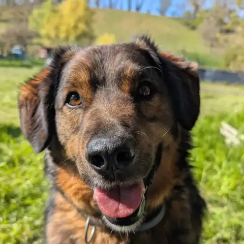 Leki