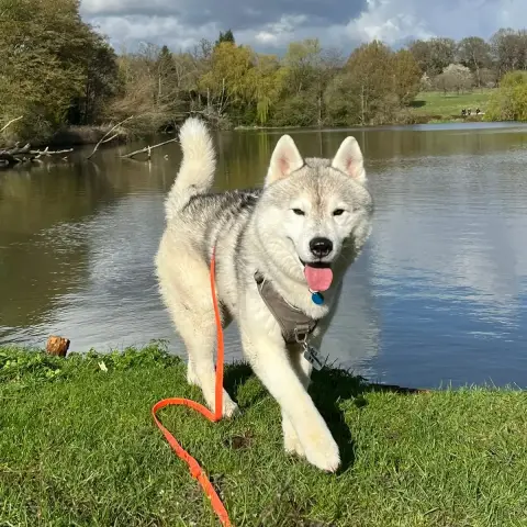 Simba photo 3