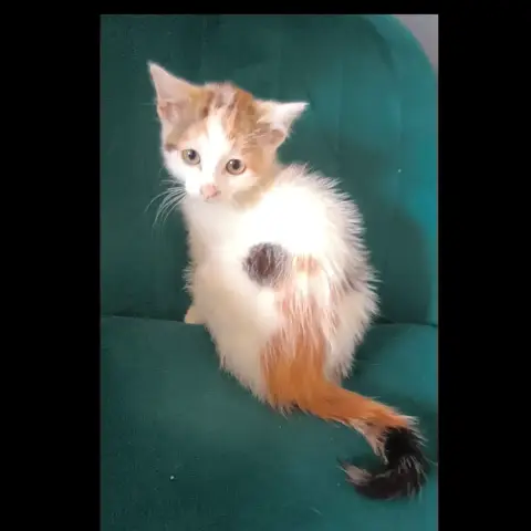 Biquette