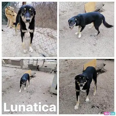 Lunatica
