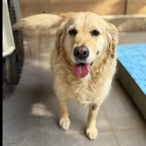 Adopter Luma