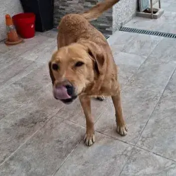 Milka