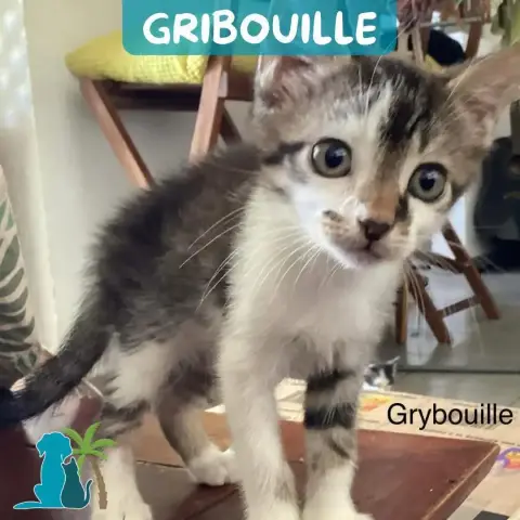 Gribouille