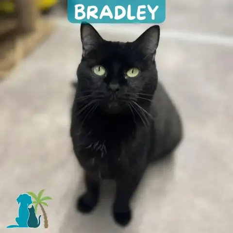 Bradley