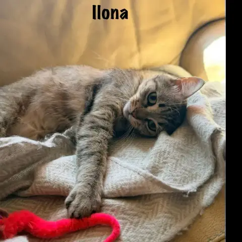 Ilona photo 2