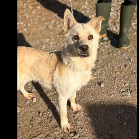 Coco