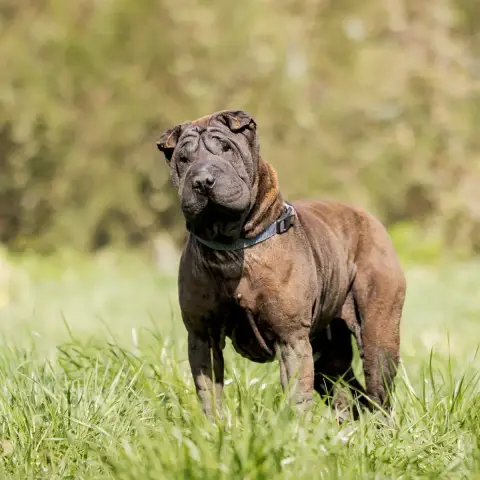 Orka photo 3