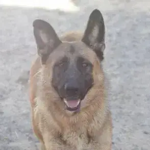 Ambar
