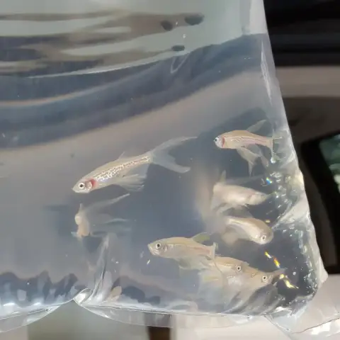 Danios
