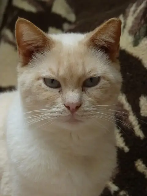 Simba