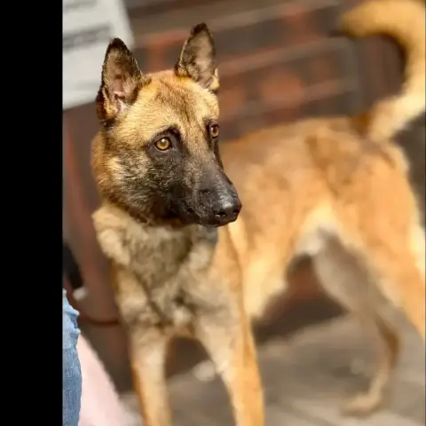 Titus