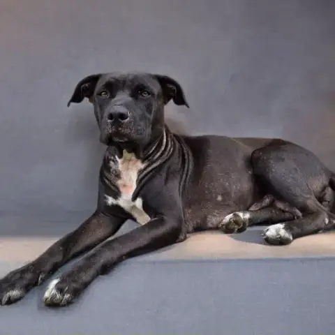Saphira Chienne photo 2