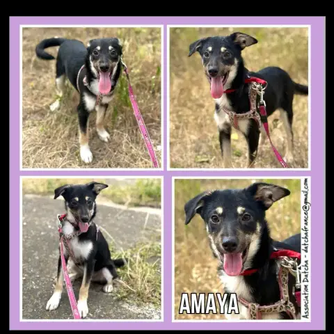 Amaya