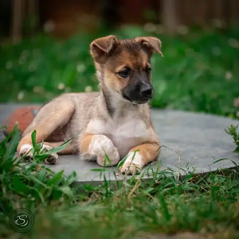 Diego