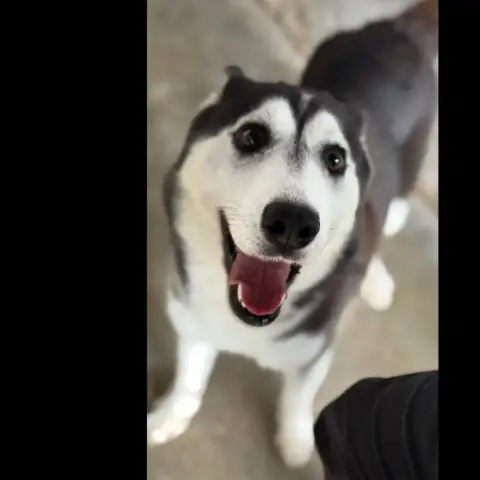 Nala