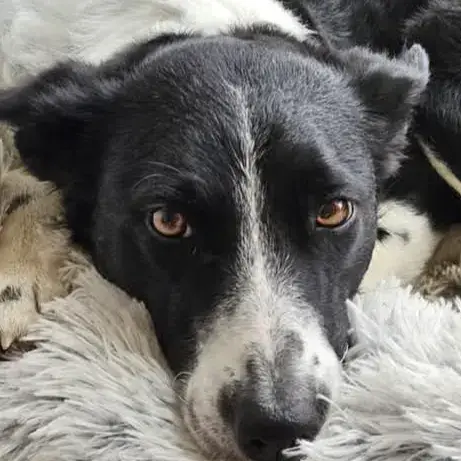 Lilie
