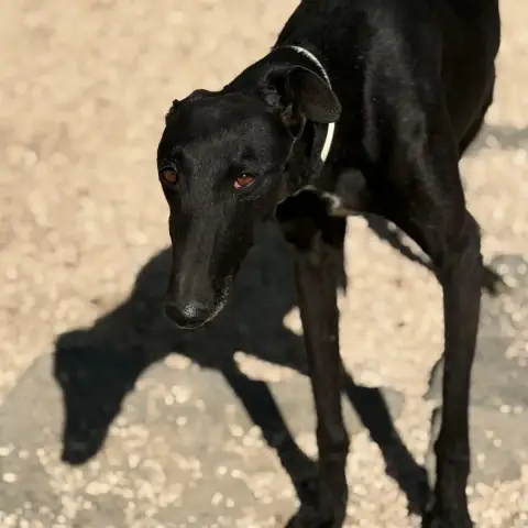 Cacahuete
