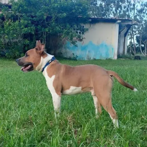 Balou photo 2