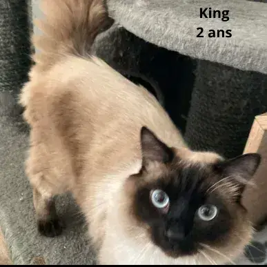 King