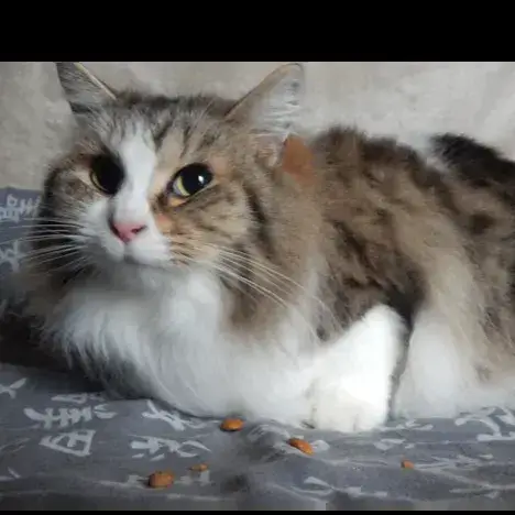 Ornélia