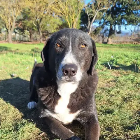 Angel