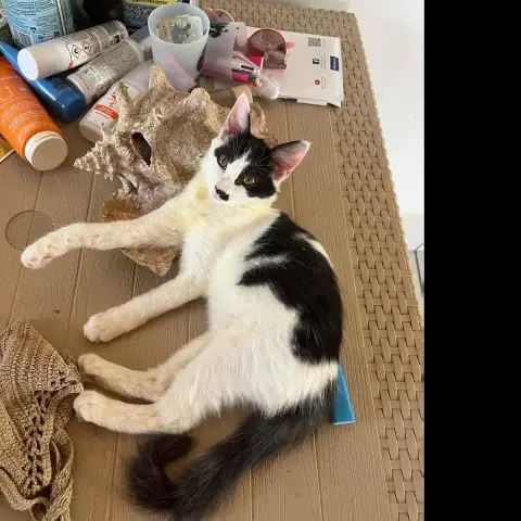 Meli