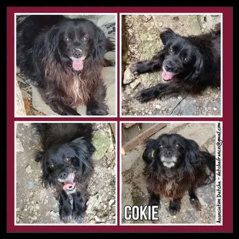 Cokie