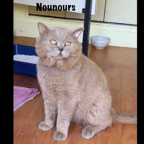 Nounours