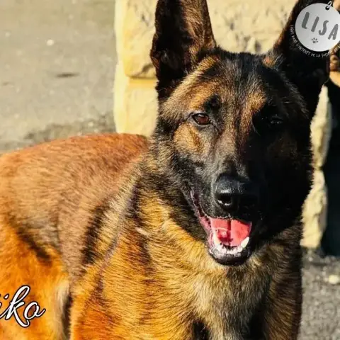 Taïko