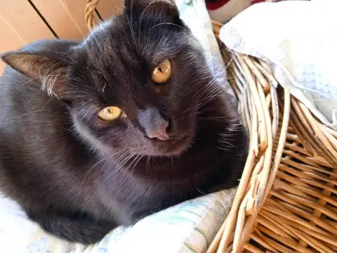 Onyx