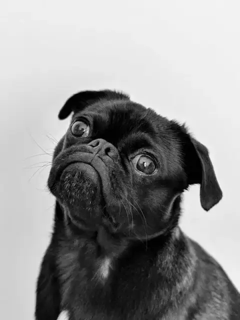 Chiots photo 3