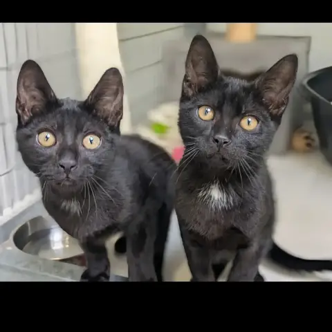 Blacky photo 3