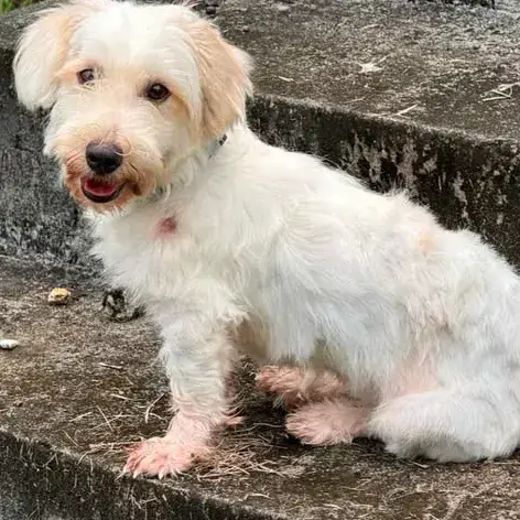 ✨️ Imsida ✨️ 🐶 photo 2