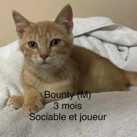 Bounty