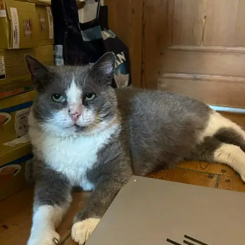 O’Malley