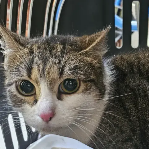 Cahina
