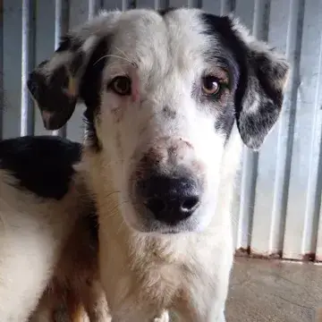 Harley