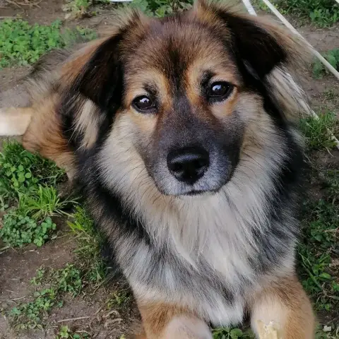 Bingo Chien Réunion
