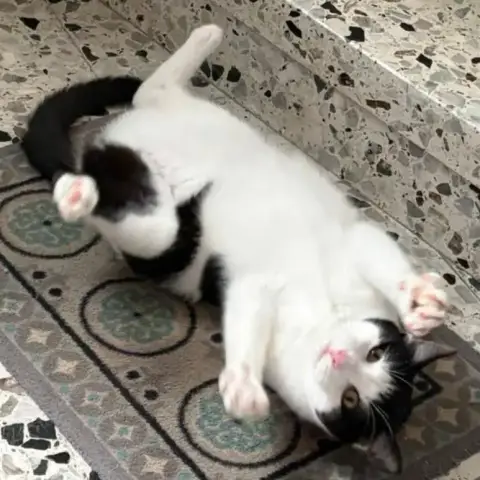 Milo