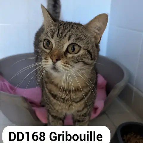 Gribouille