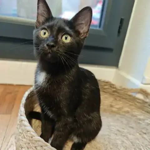 Sirius photo 2
