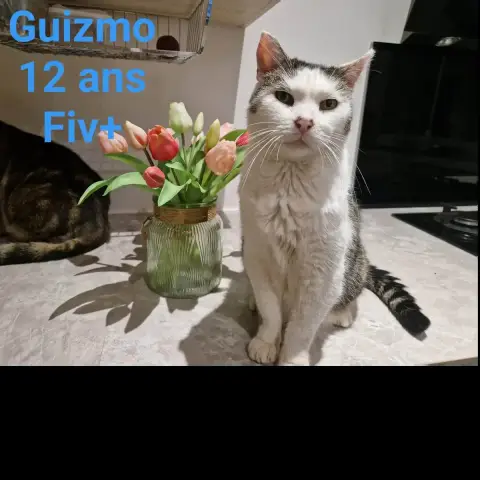 Guizmo photo 3