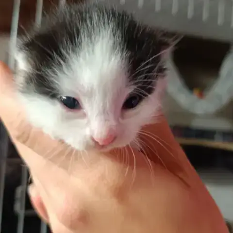 Maestro