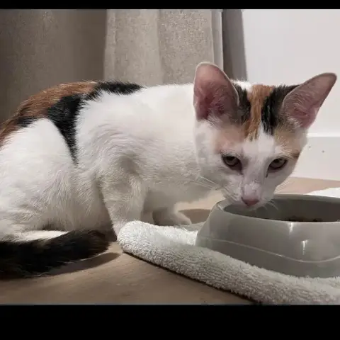 Chat–Kira photo 2