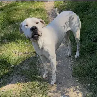 Oscar