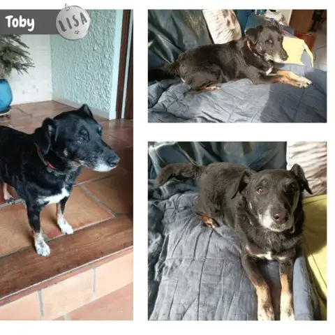 Toby