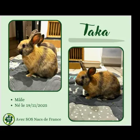Taka