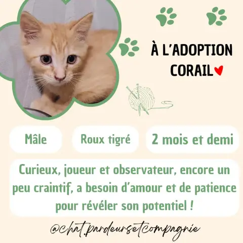 Corail