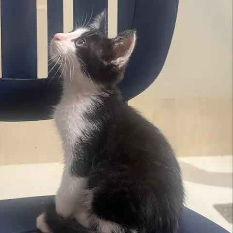 Charly